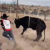 bullboy1229
